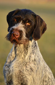Image of German wirehaired pointer, Trudie