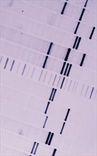 The state can hold on to DNA profiles according to a recent Supreme Court ruling. The state can hold on to DNA profiles according to a recent Supreme Court ruling.
