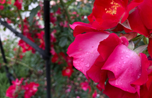 Close-up image of vibrant pink flowers