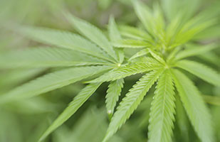 Image of a marijuana plant