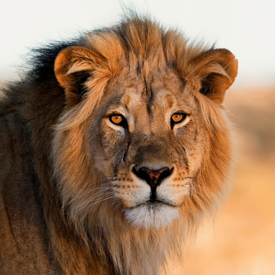 A Look at Ohio’s Exotic Animal Laws