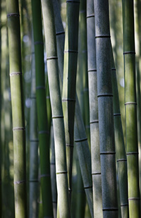 Image of bamboo stalks (THINKSTOCK)