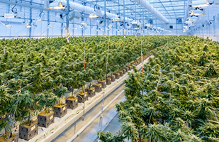Image of a large greenhouse with thousands of marijuana plants