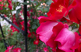 Close-up image of red and pink flowers