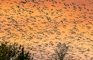 Image of a huge flock of birds flying above some trees at sunset