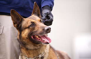 Image of a German Shepherd dog.