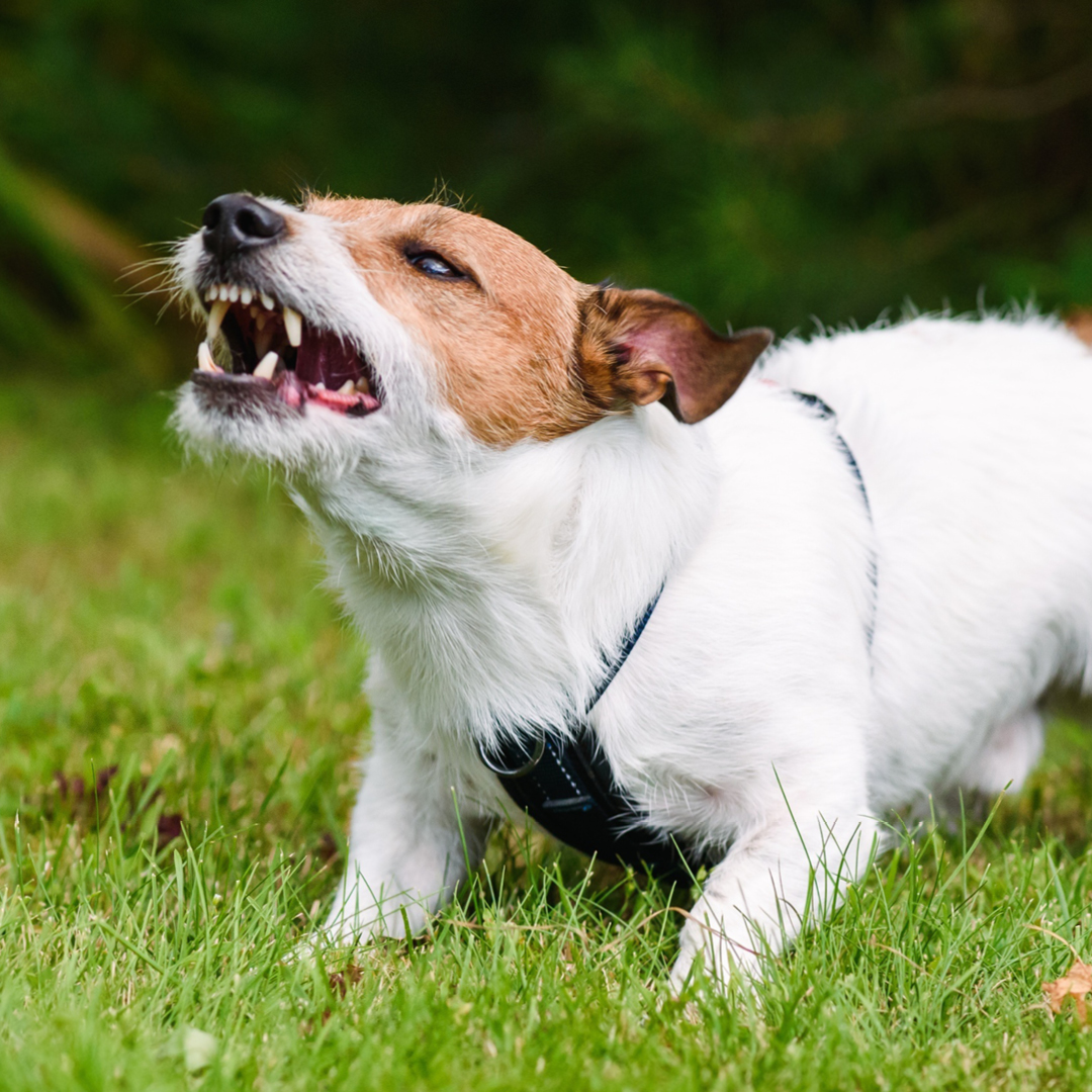 A small dog bearing its teeth.