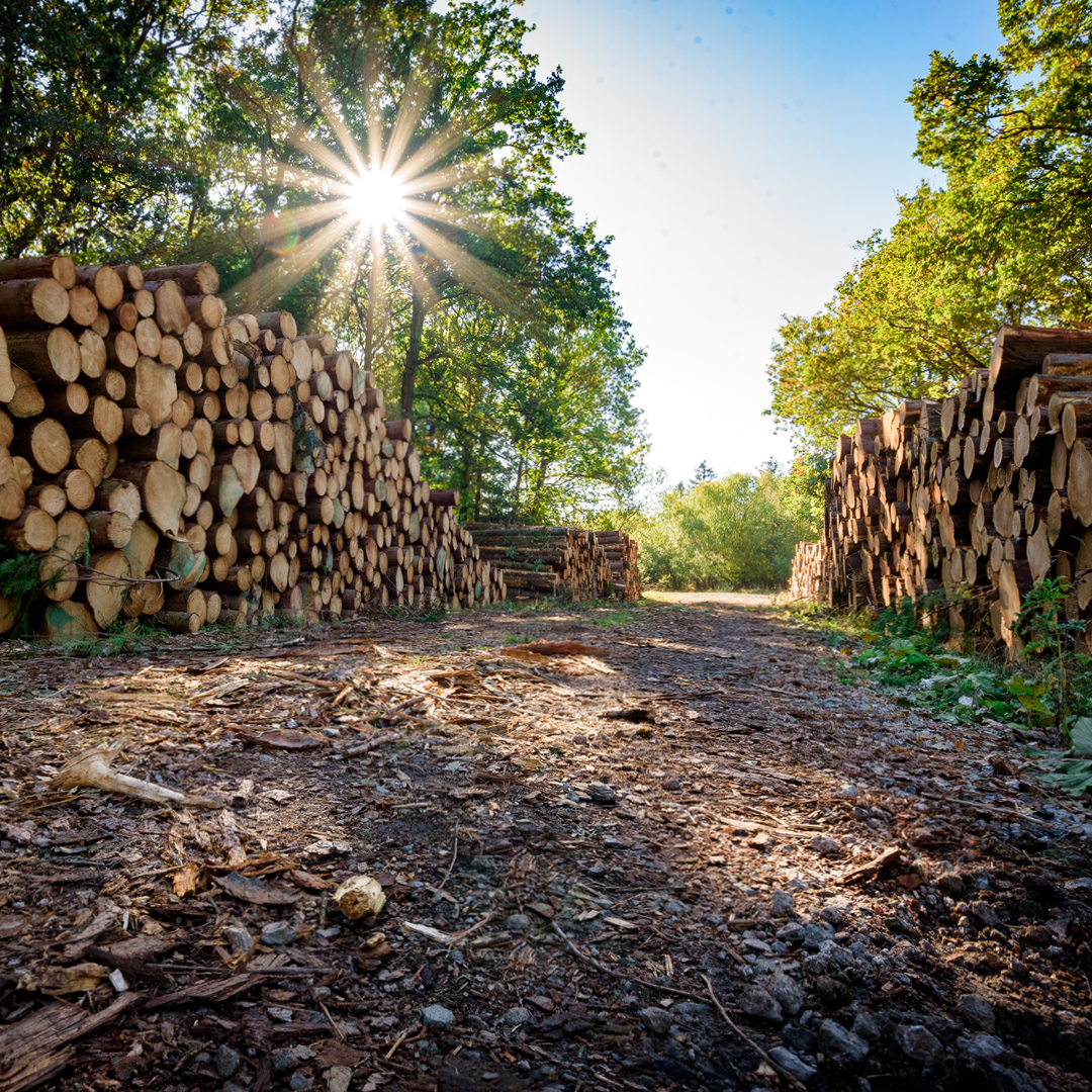Stacks of wooden logs.
