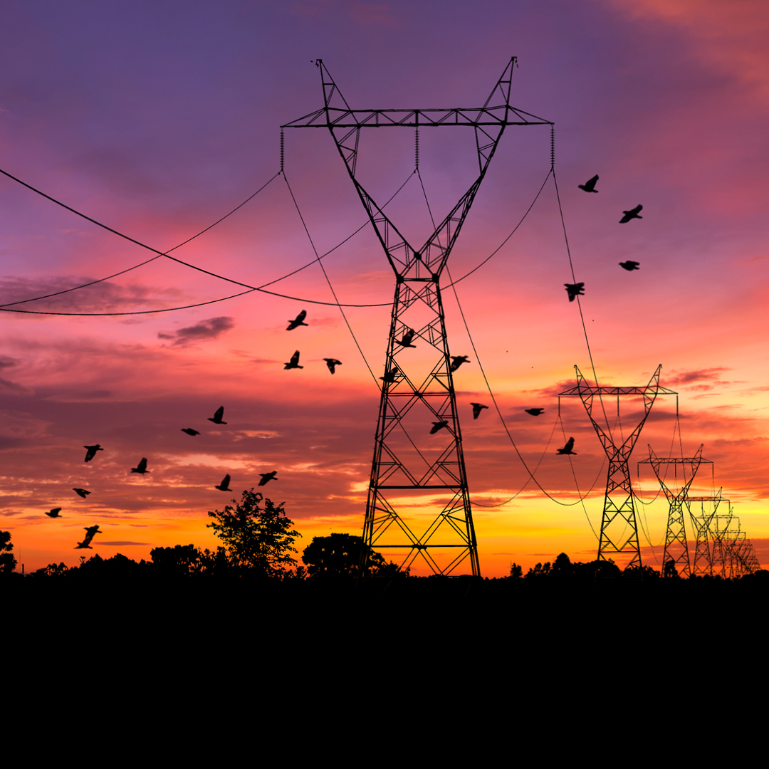 Birds fly around a power transmission tower at sunset.