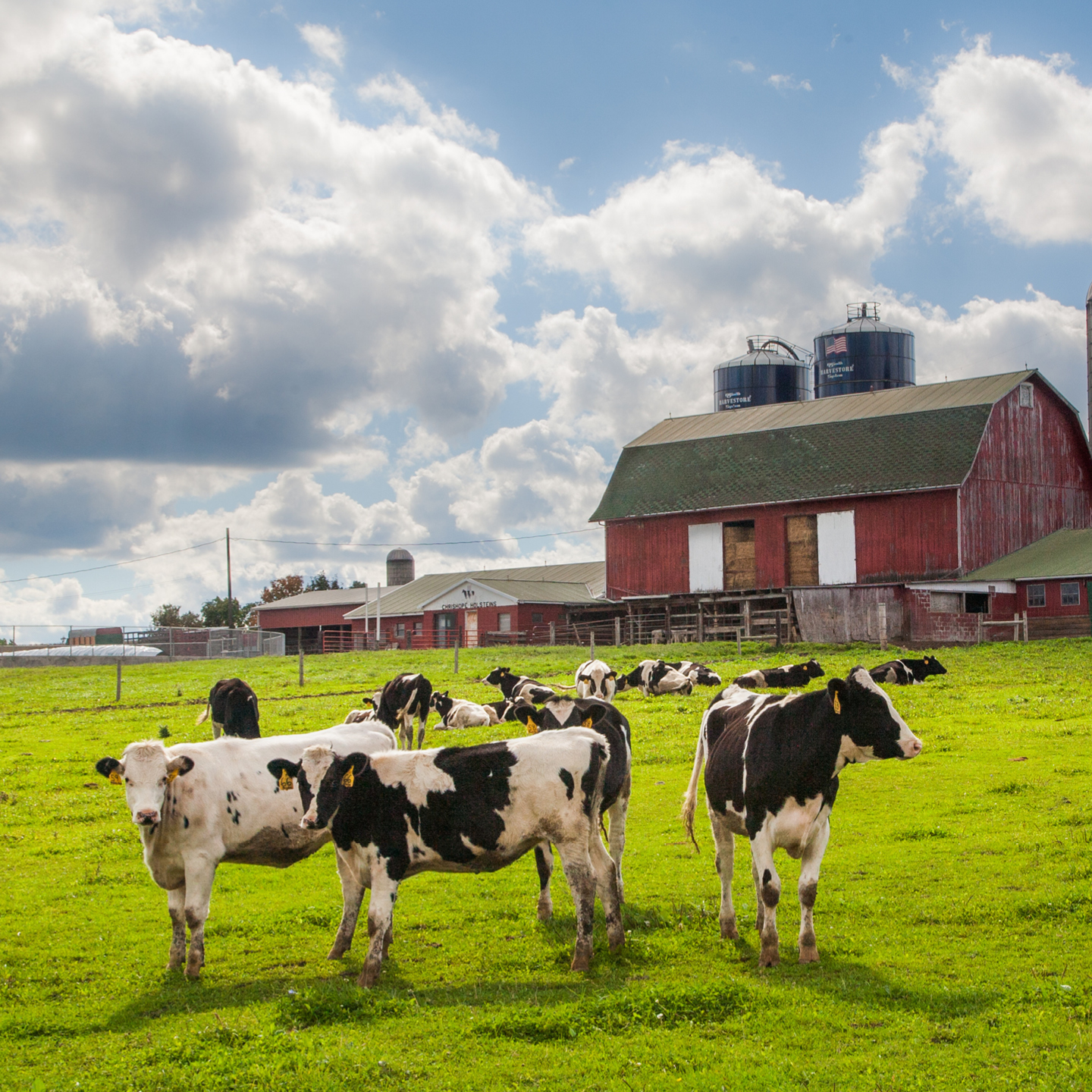 An eye-level shot captures Holstein cows grazing in a vibrant green pasture, with a large red barn and blue Harvestore silos under a cloudy blue sky.
