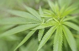 Image of a marijuana plant Image of a marijuana plant