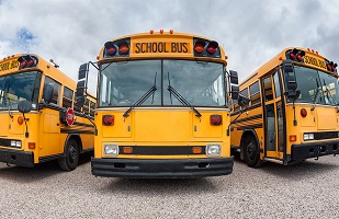 Several yellow school buses parked.