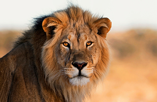A lion in an open field