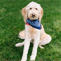 A golden doodle wearing a blue bandana around his neck.