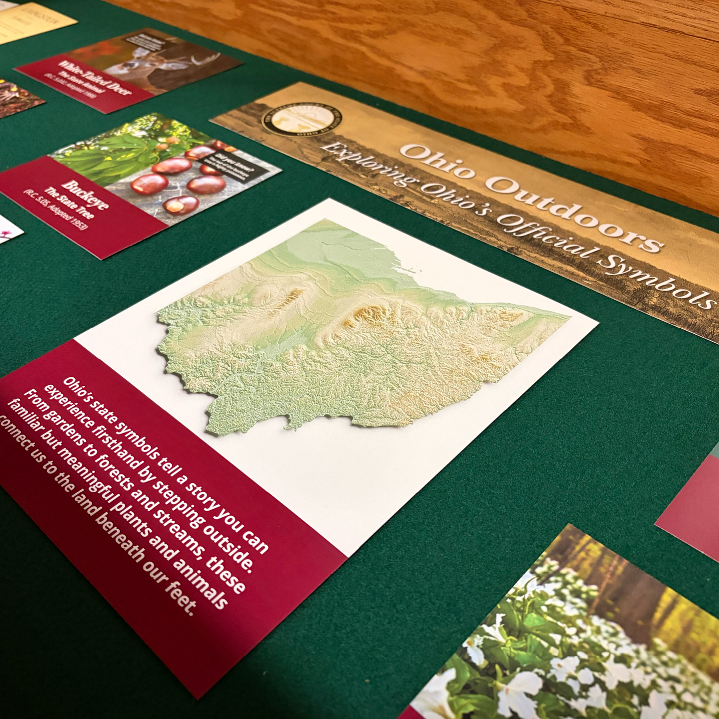 Ohio Outdoors display showcasing state symbols on a green felt board. Features a textured map of Ohio and text about exploring natural symbols.